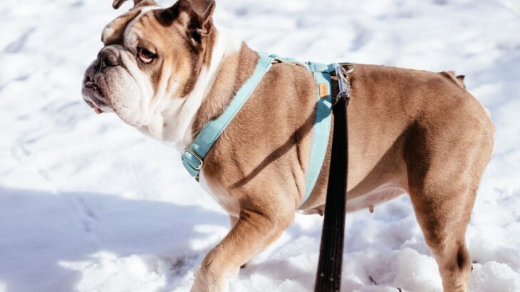 A happy dog wearing a comfortable harness while walking in the park.